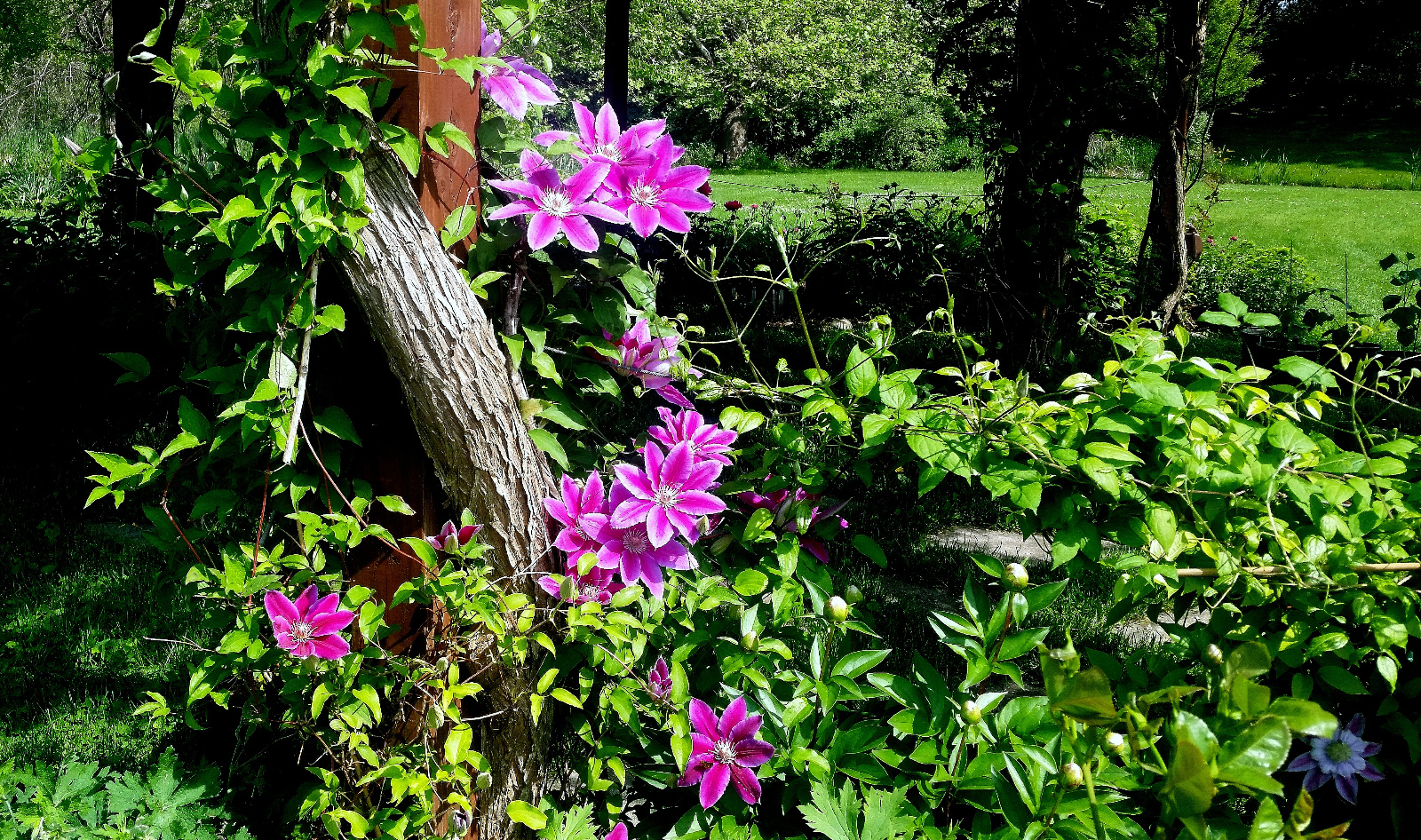 CLEMATIS CLIMBING GAZEBO POST